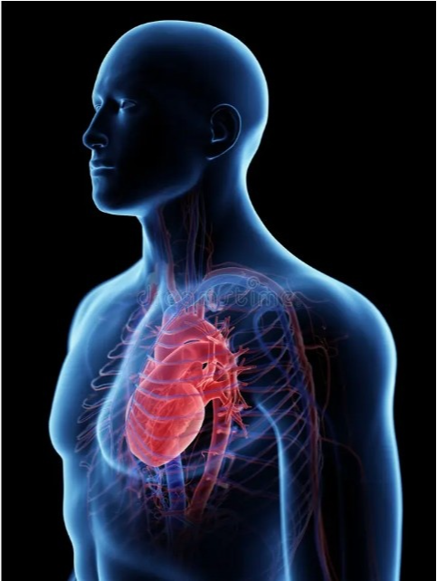 Heart Image